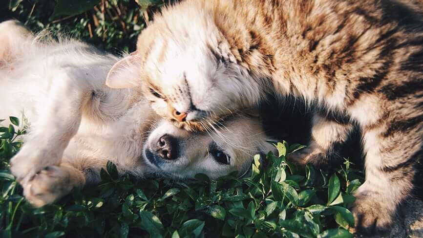 A cat and a dog laying in grass